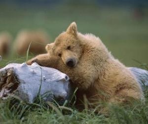 пазл Медведь отдыхает на стволе